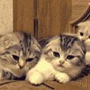 提供工程公司服務的專家羅雅婷