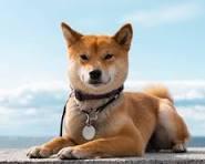 費歐娜-愛心滿滿寵物保姆 - 