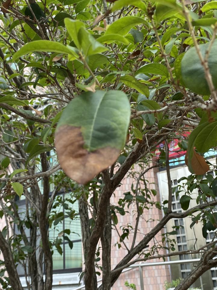 植物診療師案件圖片