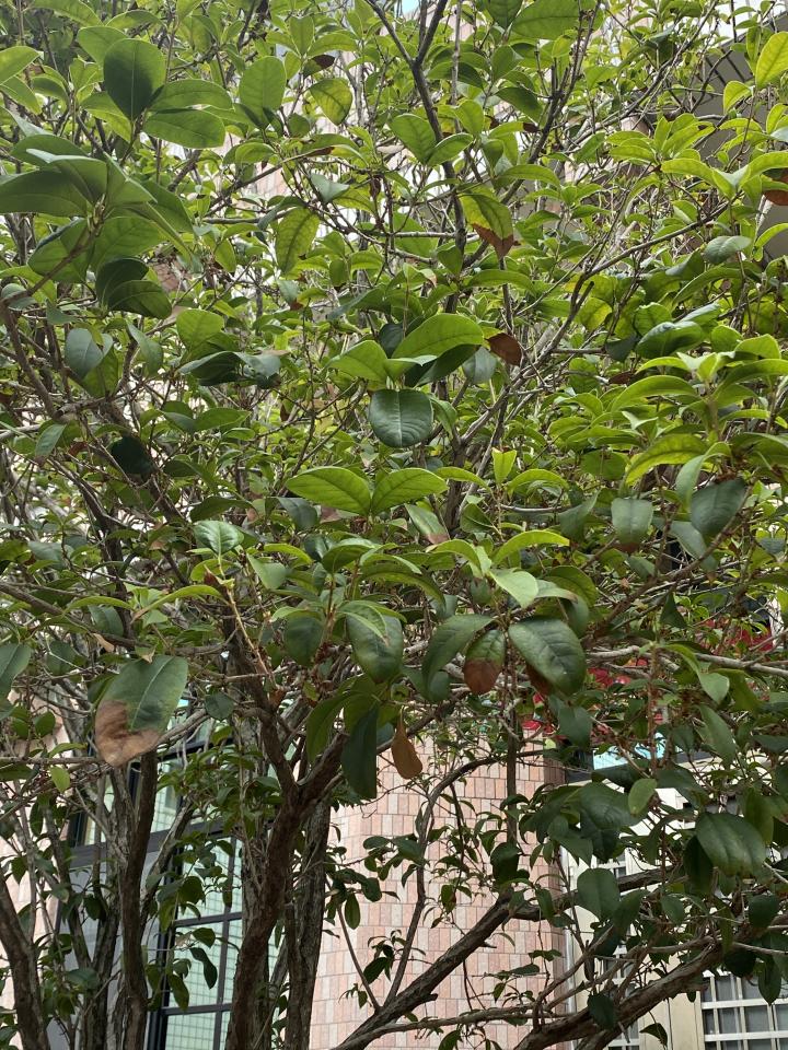 植物診療師案件圖片