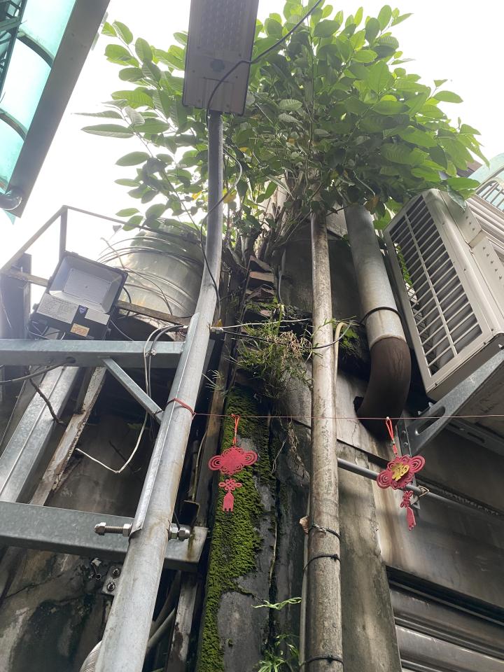 園藝維護案件圖片