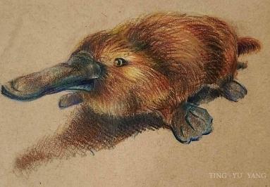 婷羽楊 - 色鉛筆