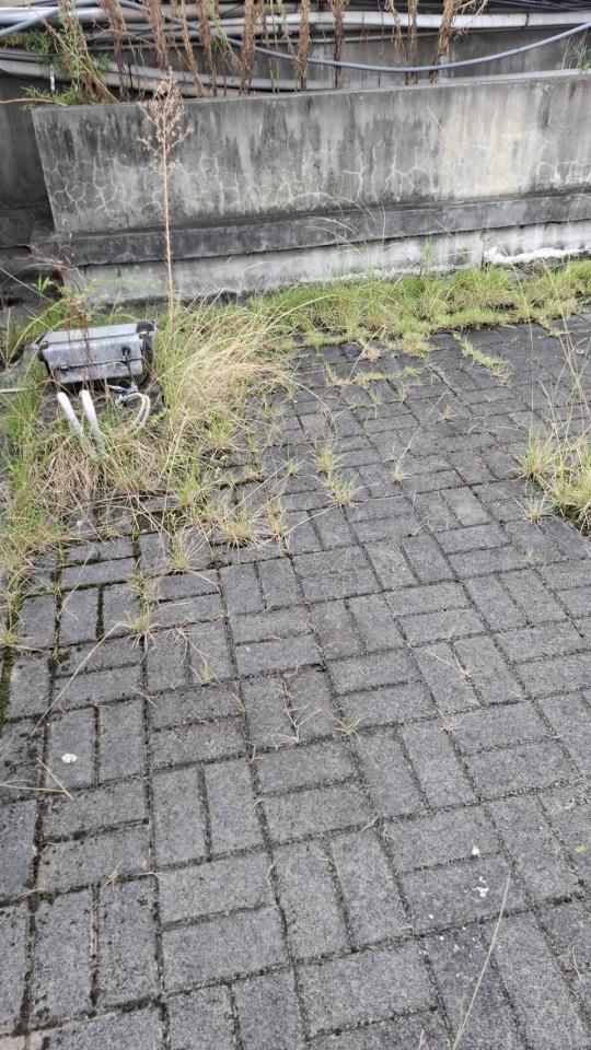 園藝維護案件圖片 園藝維護案件圖片
