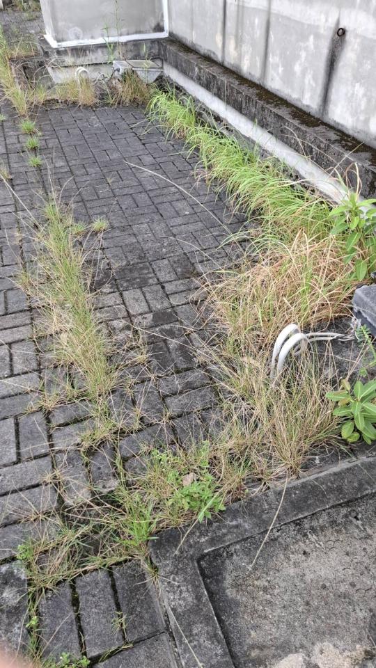 園藝維護案件圖片 園藝維護案件圖片