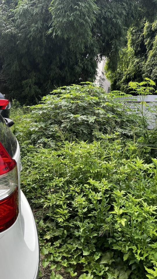 園藝維護案件圖片 園藝維護案件圖片