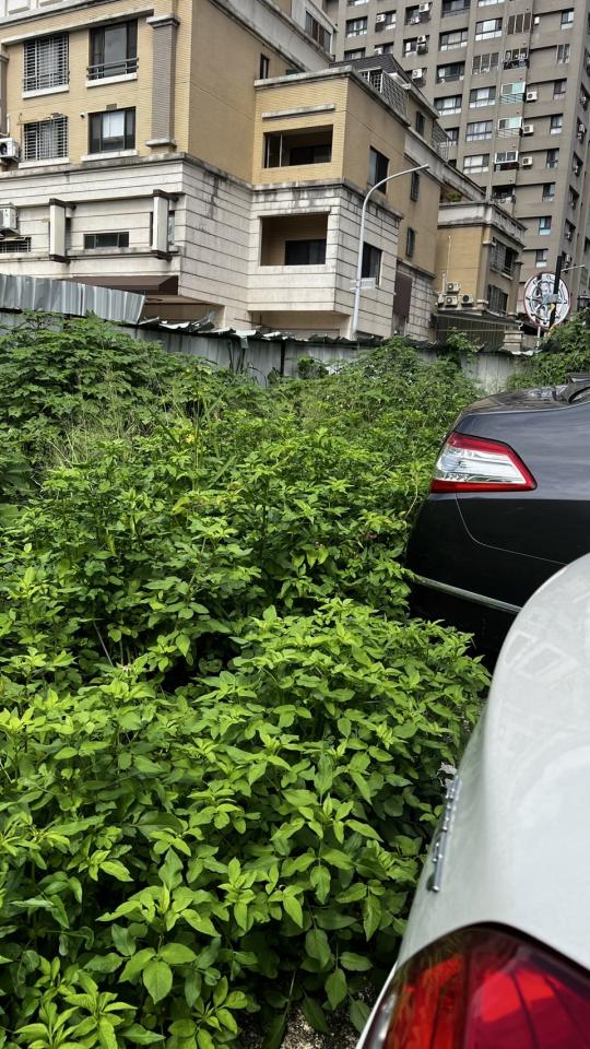 園藝維護案件圖片 園藝維護案件圖片