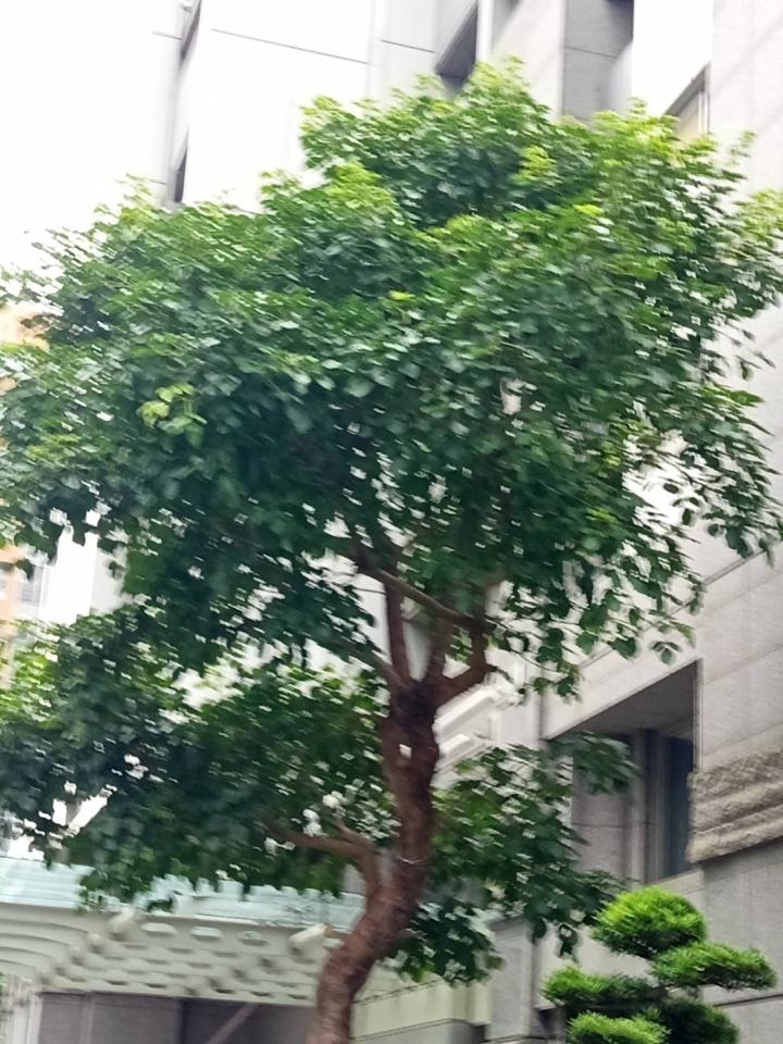 園藝維護案件圖片 園藝維護案件圖片
