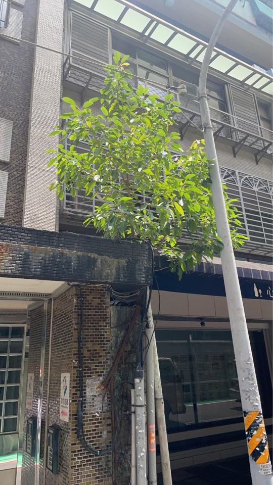 園藝維護案件圖片 園藝維護案件圖片