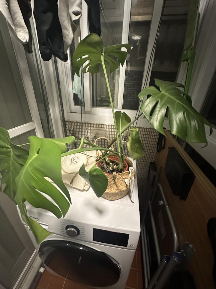 植物診療師案件圖片
