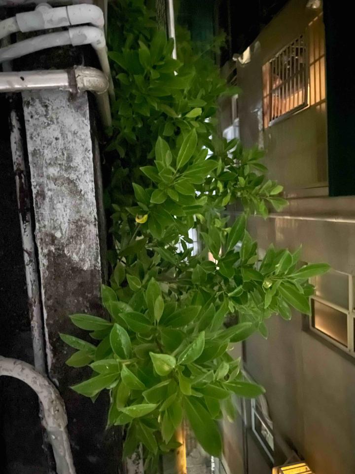 植物診療師案件圖片