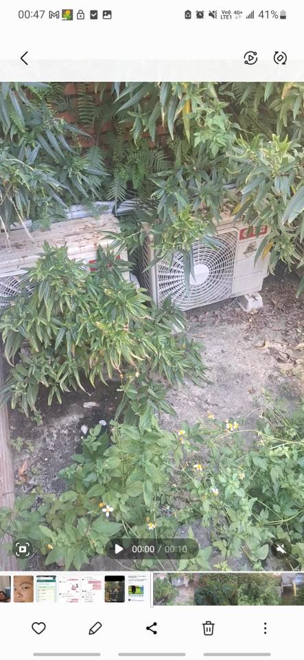 園藝維護案件圖片 園藝維護案件圖片