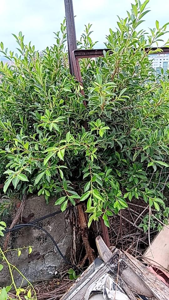 園藝維護案件圖片 園藝維護案件圖片