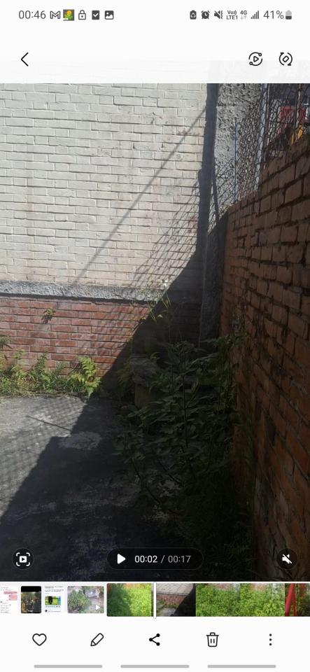 園藝維護案件圖片 園藝維護案件圖片