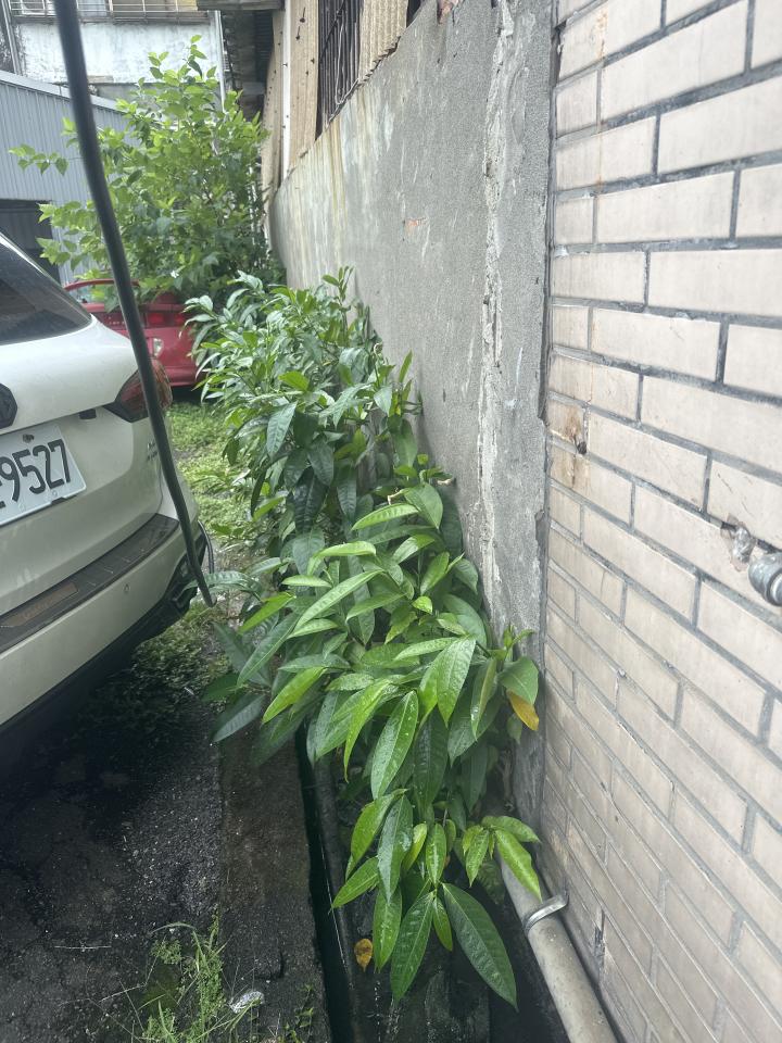 園藝維護案件圖片