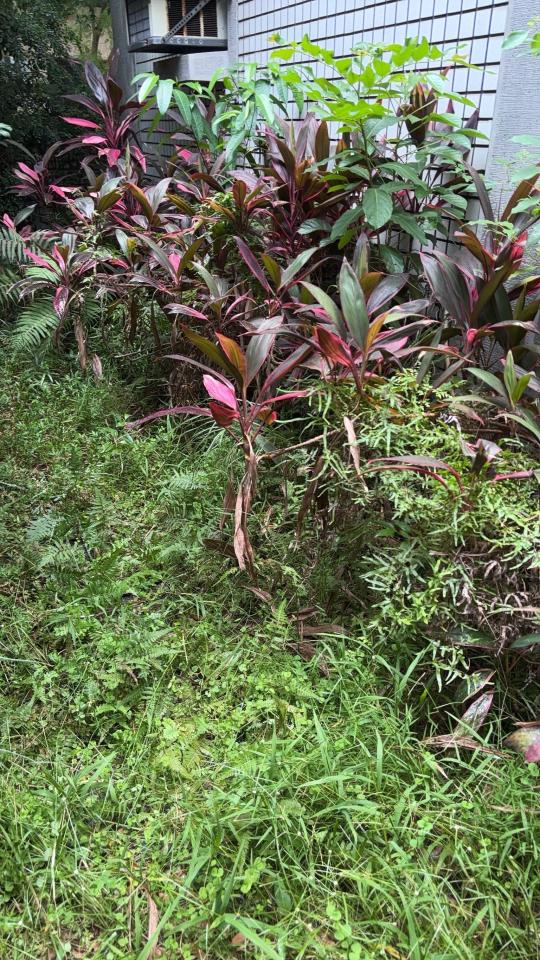 園藝維護案件圖片