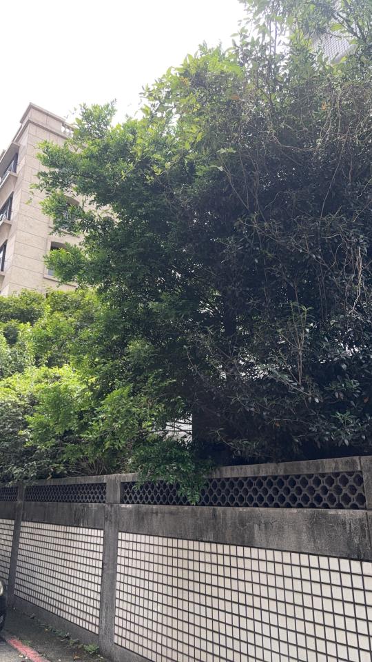 園藝維護案件圖片