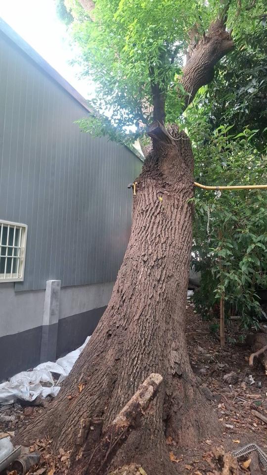 園藝維護案件圖片