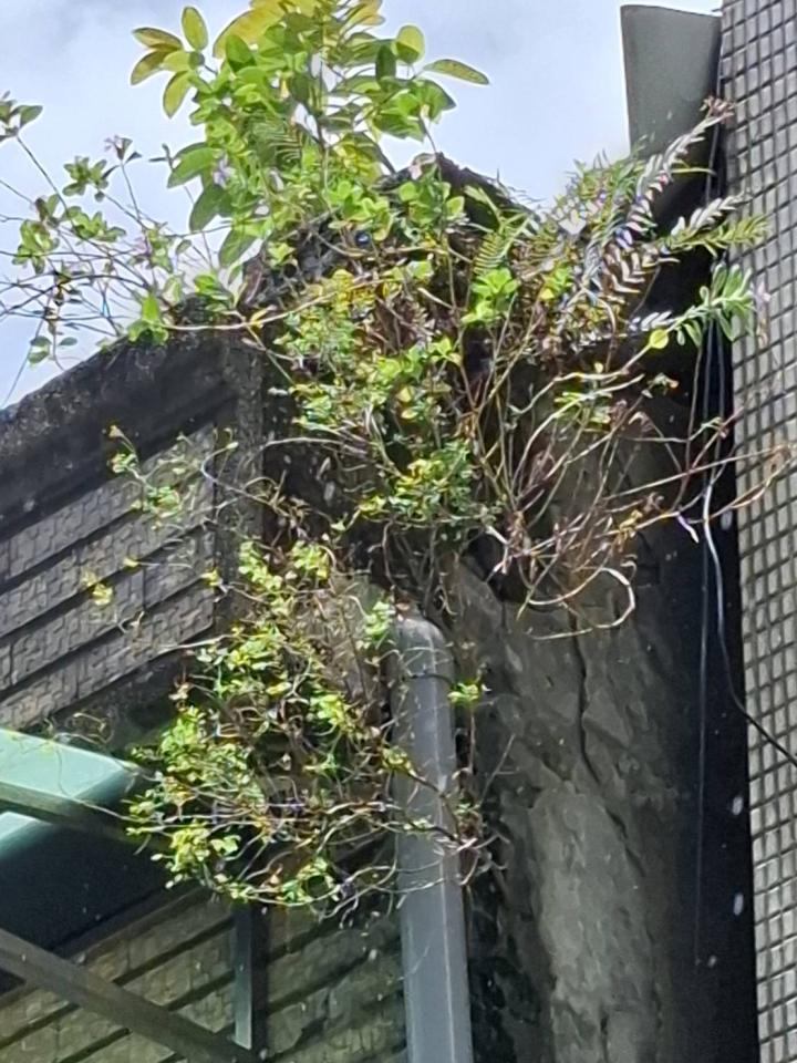 園藝維護案件圖片 園藝維護案件圖片
