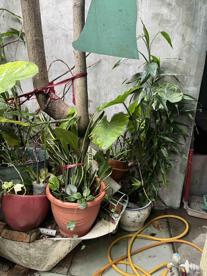 園藝維護案件圖片