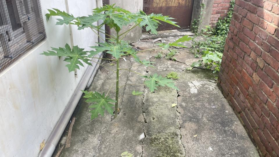 園藝維護案件圖片