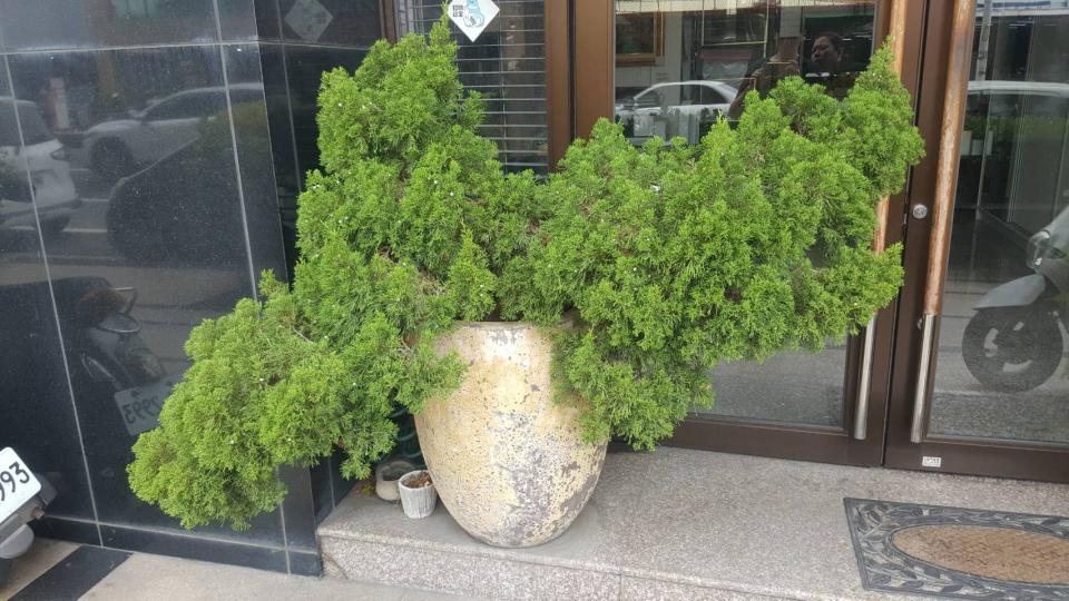 園藝維護案件圖片
