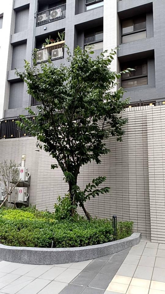園藝維護案件圖片