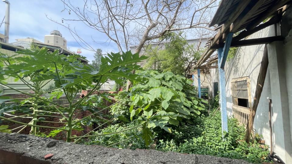 園藝維護案件圖片