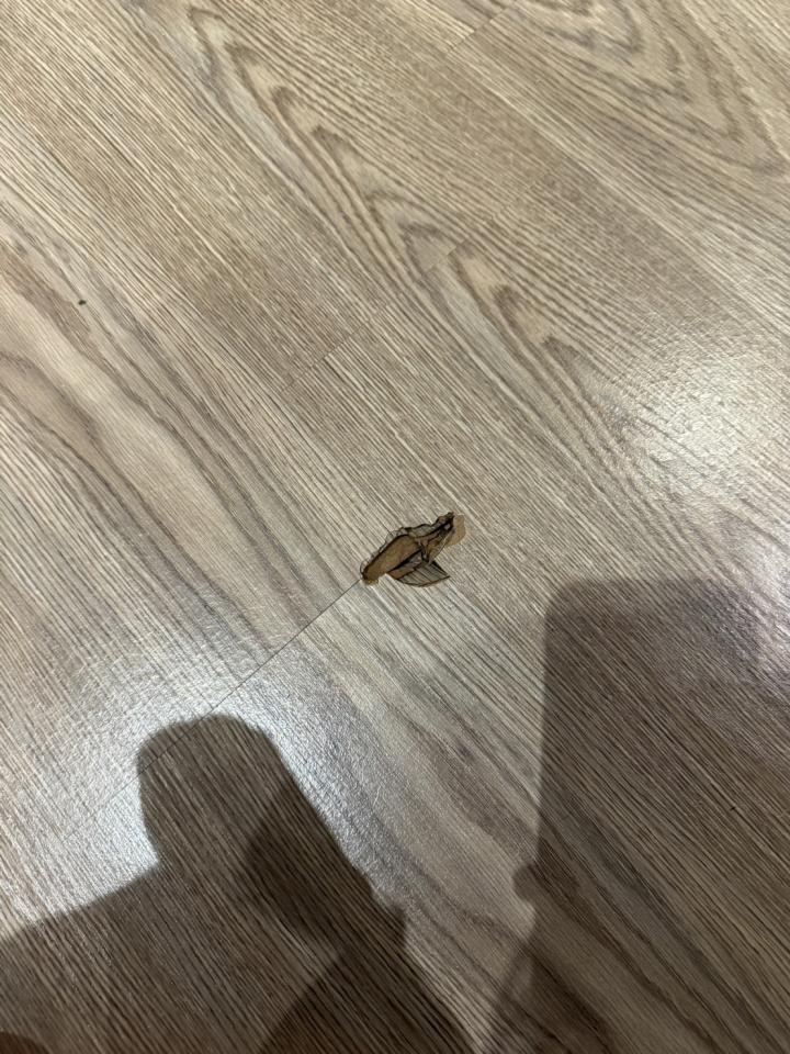 地板施工案件圖片
