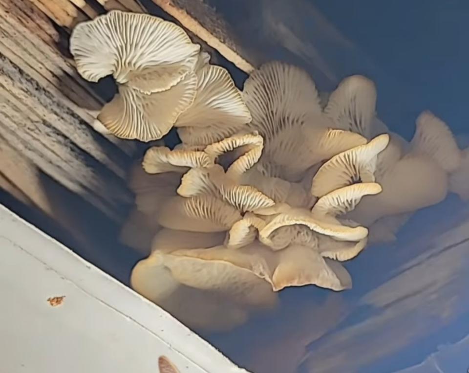浴室翻新案件圖片