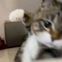 提供遛狗绳服務的專家J H