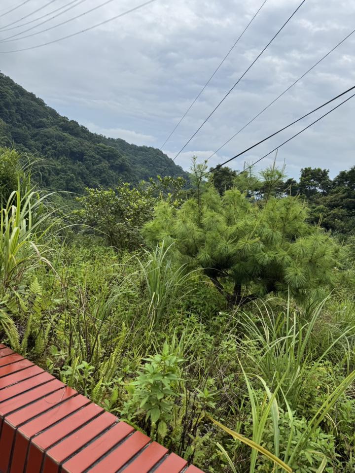 園藝維護案件圖片 園藝維護案件圖片