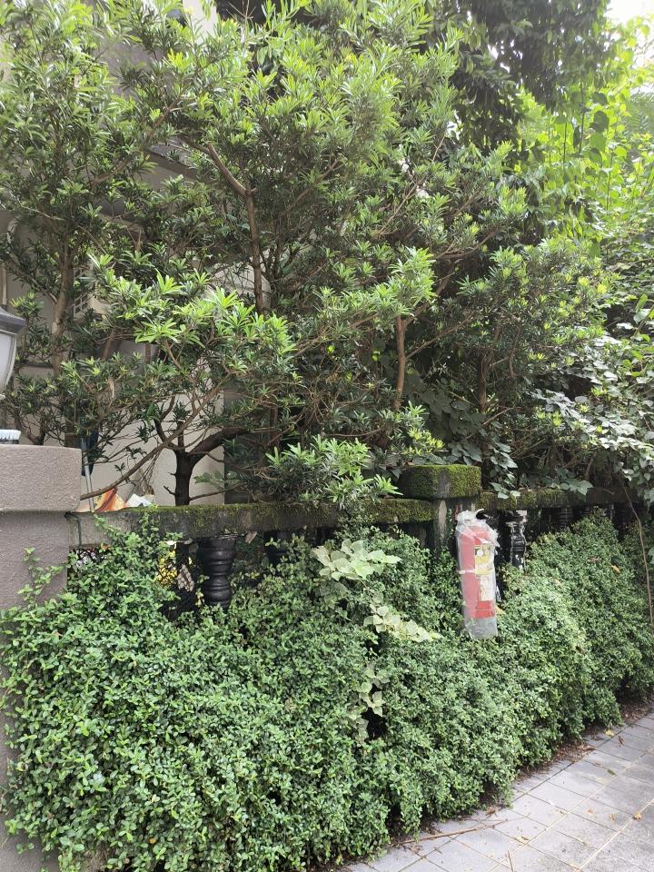 園藝維護案件圖片