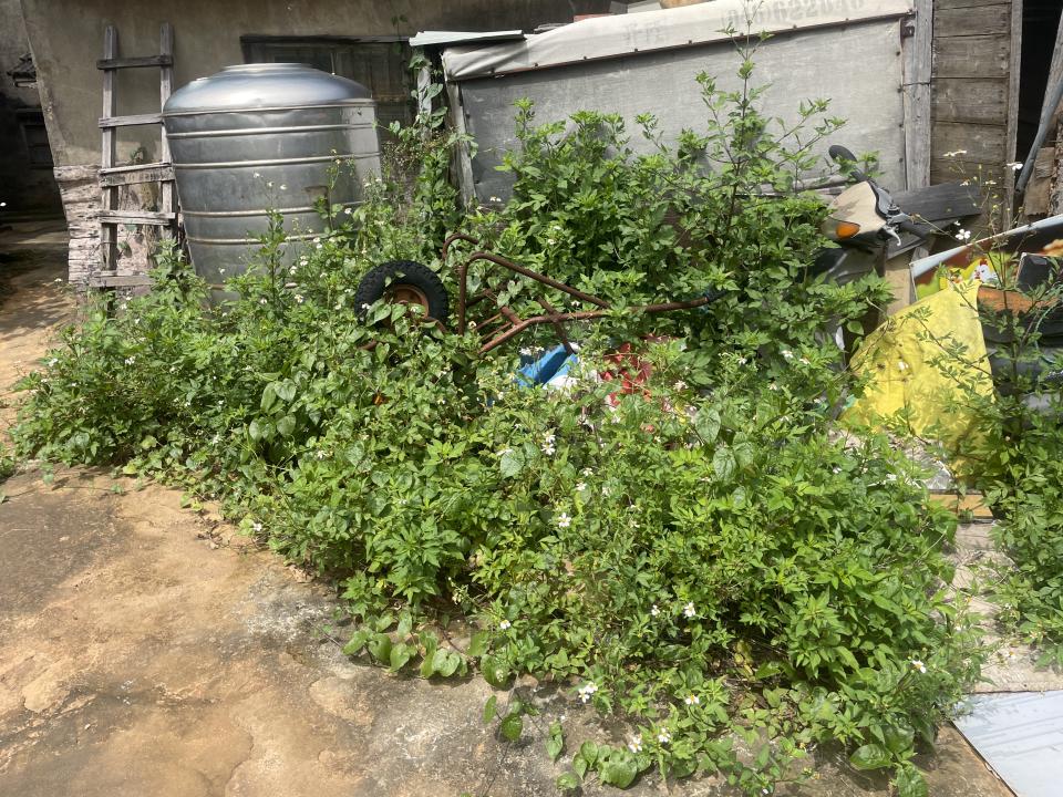 園藝維護案件圖片 園藝維護案件圖片