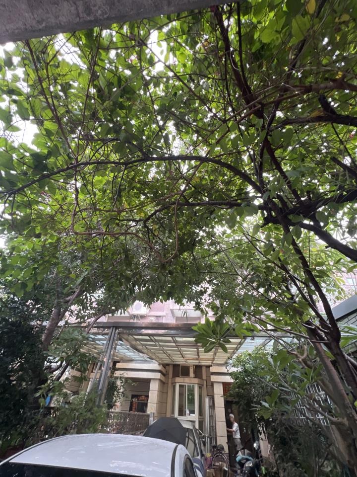 園藝維護案件圖片