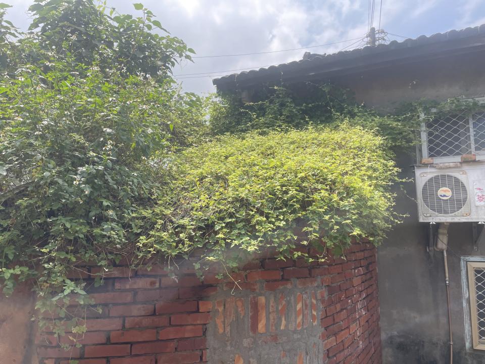 園藝維護案件圖片 園藝維護案件圖片