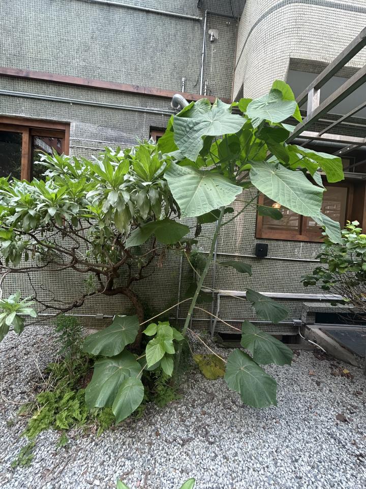 園藝維護案件圖片