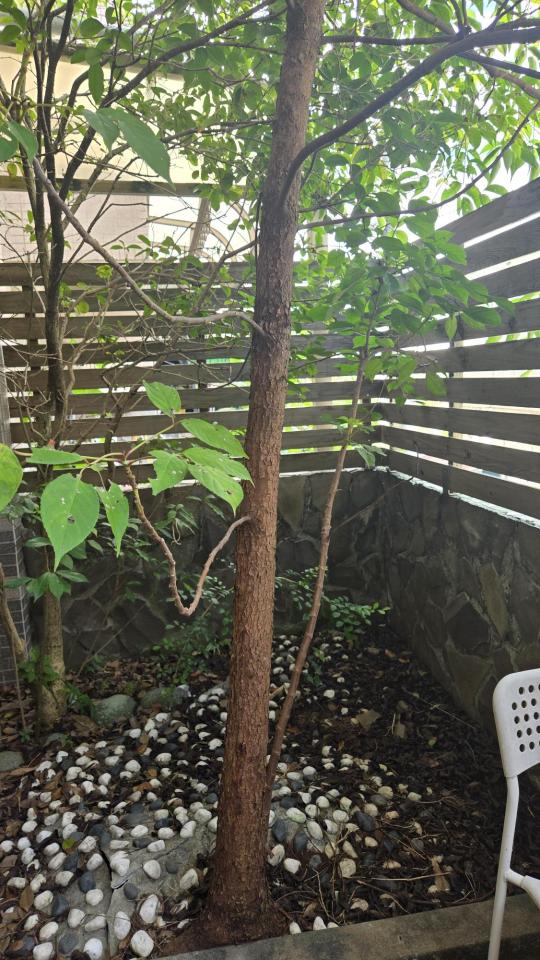 園藝維護案件圖片 園藝維護案件圖片