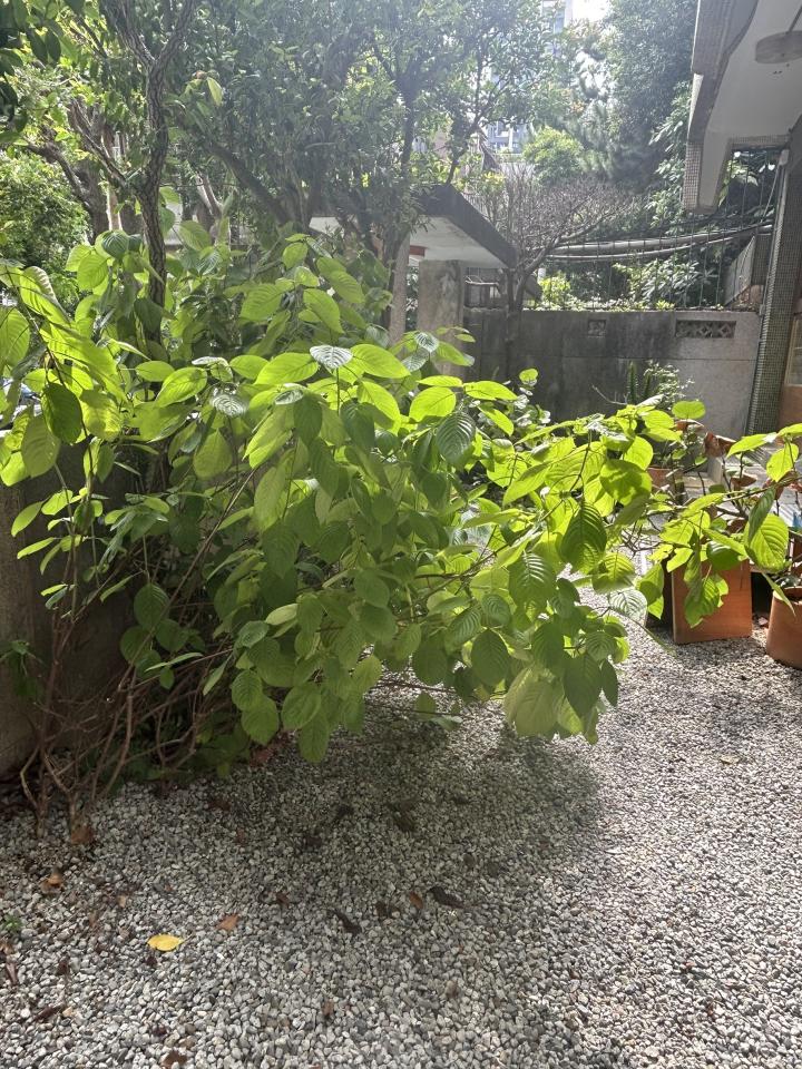 園藝維護案件圖片