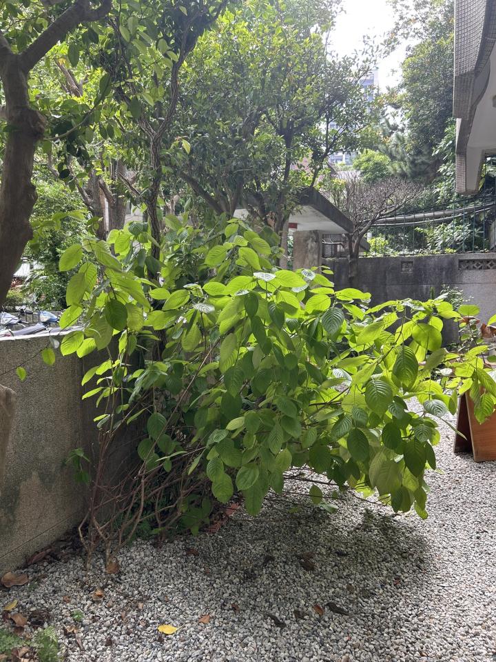 園藝維護案件圖片