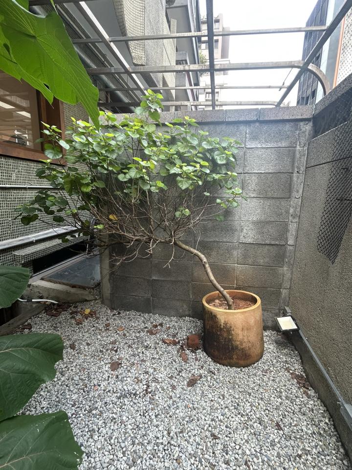 園藝維護案件圖片