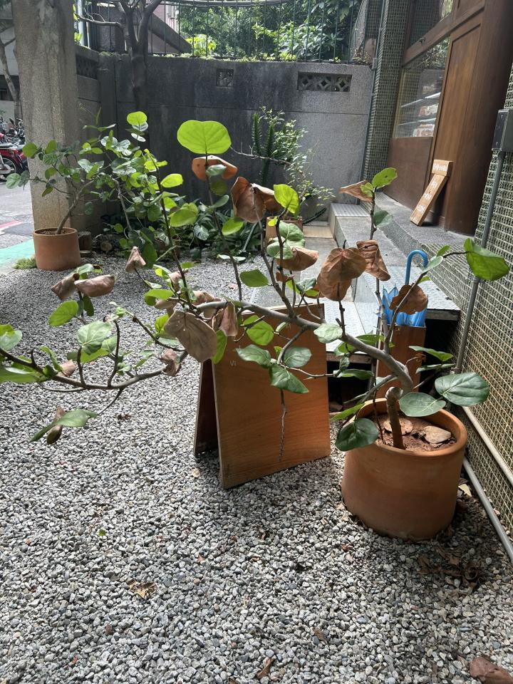 園藝維護案件圖片