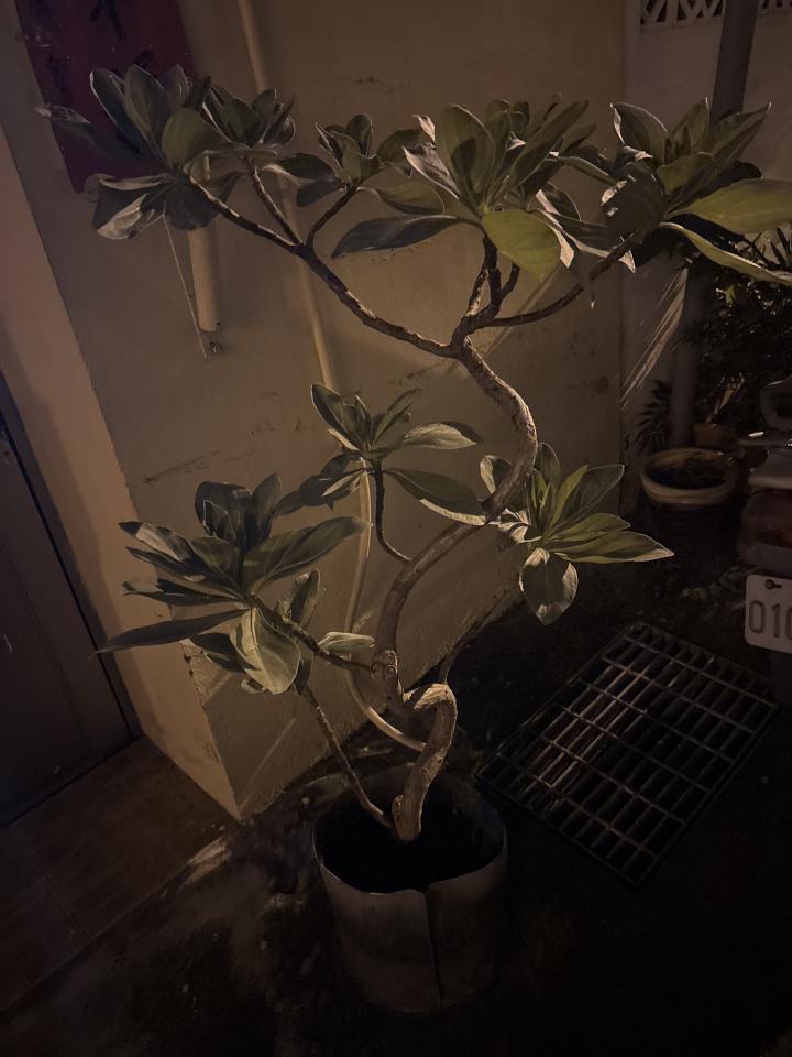 園藝維護案件圖片