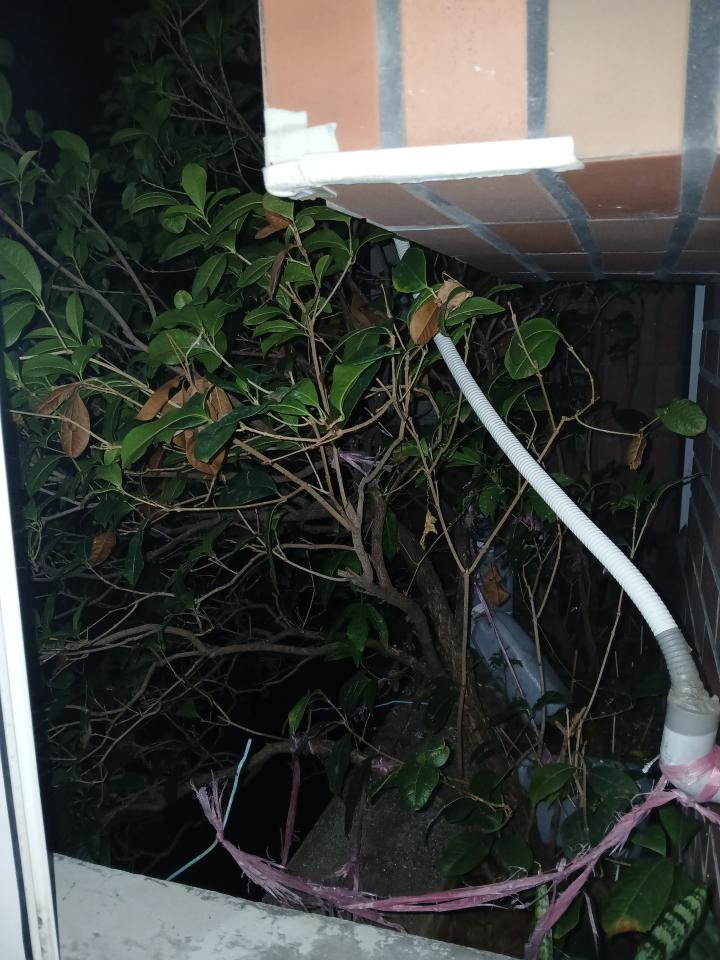 園藝維護案件圖片