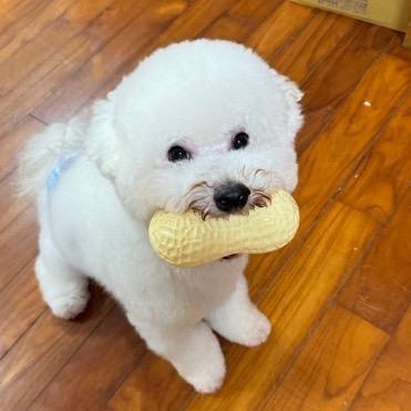 提供保母服務的專家十一 寵物保母