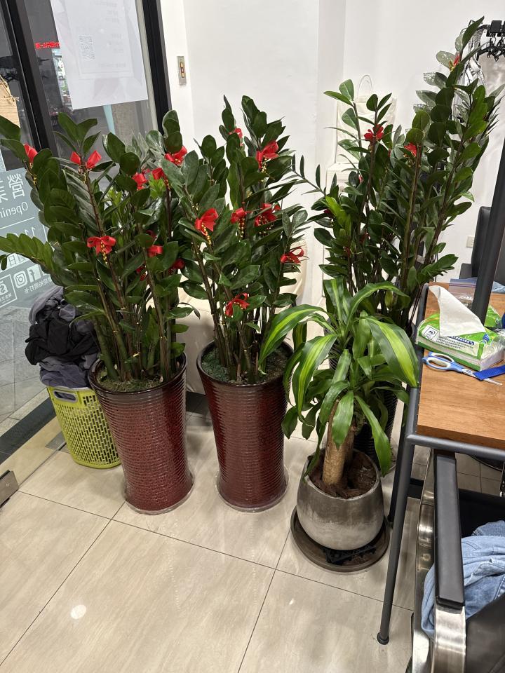 園藝維護案件圖片