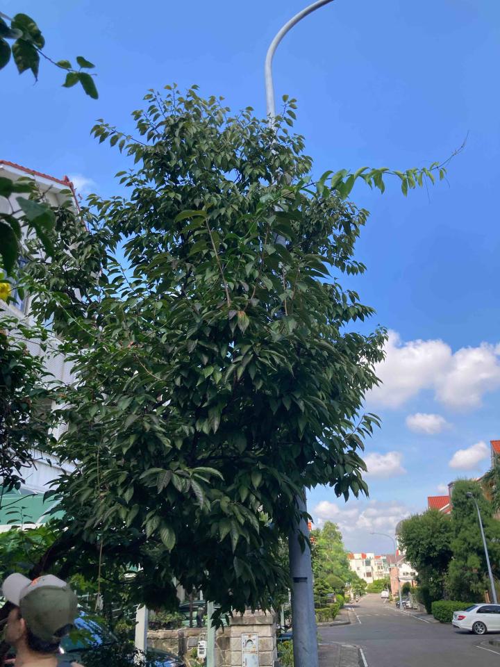園藝維護案件圖片