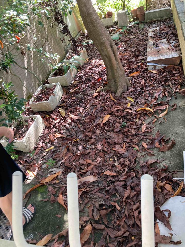 園藝維護案件圖片