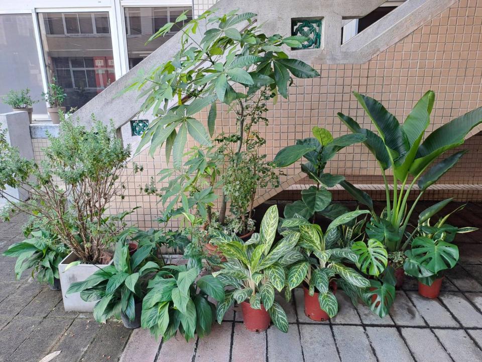 園藝維護案件圖片