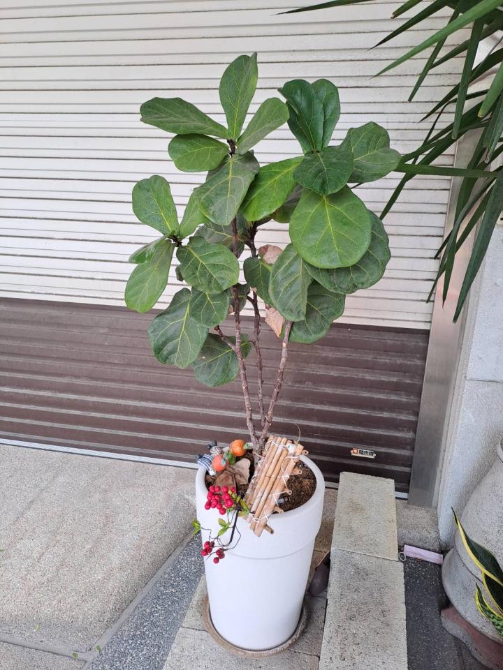 園藝維護案件圖片
