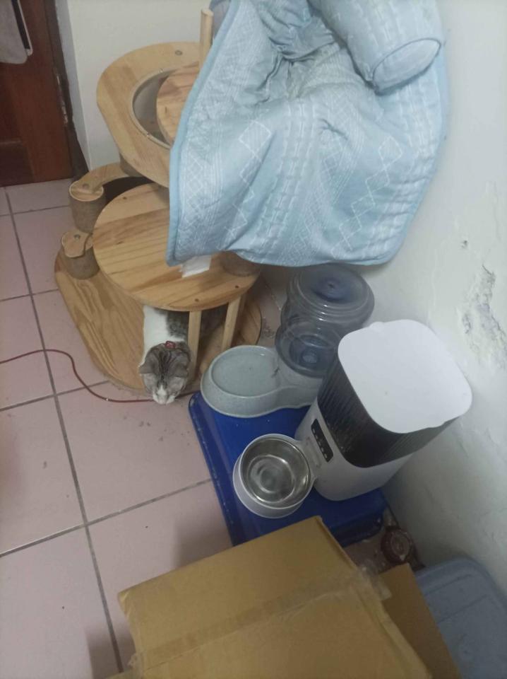 搬家案件圖片